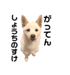 豆柴犬こな子の毎日 Part2（個別スタンプ：9）
