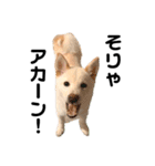 豆柴犬こな子の毎日 Part2（個別スタンプ：10）