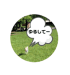豆柴犬こな子の毎日 Part2（個別スタンプ：11）