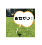 豆柴犬こな子の毎日 Part2（個別スタンプ：12）