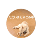 豆柴犬こな子の毎日 Part2（個別スタンプ：14）