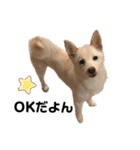豆柴犬こな子の毎日 Part2（個別スタンプ：15）