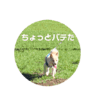 豆柴犬こな子の毎日 Part2（個別スタンプ：23）