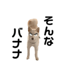 豆柴犬こな子の毎日 Part2（個別スタンプ：24）