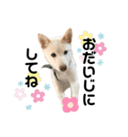 豆柴犬こな子の毎日 Part2（個別スタンプ：25）