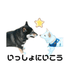 豆柴犬こな子の毎日 Part2（個別スタンプ：26）