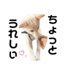 豆柴犬こな子の毎日 Part2（個別スタンプ：28）