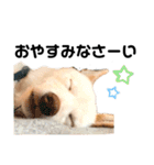豆柴犬こな子の毎日 Part2（個別スタンプ：29）