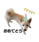 豆柴犬こな子の毎日 Part2（個別スタンプ：32）