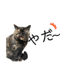 三毛猫ゆめちゃを（個別スタンプ：2）