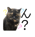三毛猫ゆめちゃを（個別スタンプ：5）
