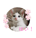 三毛猫ゆめちゃを（個別スタンプ：10）