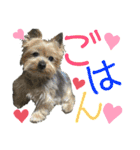 三毛猫ゆめちゃを（個別スタンプ：11）