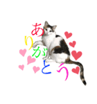 三毛猫ゆめちゃを（個別スタンプ：16）