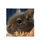 デグーのごんた君（個別スタンプ：1）