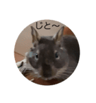 デグーのごんた君（個別スタンプ：2）
