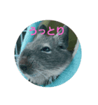 デグーのごんた君（個別スタンプ：3）