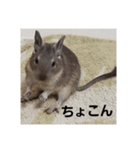 デグーのごんた君（個別スタンプ：5）