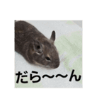 デグーのごんた君（個別スタンプ：6）