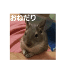 デグーのごんた君（個別スタンプ：8）