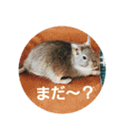 デグーのごんた君（個別スタンプ：9）