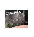 デグーのごんた君（個別スタンプ：10）