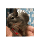 デグーのごんた君（個別スタンプ：12）