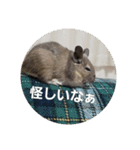 デグーのごんた君（個別スタンプ：13）