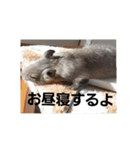 デグーのごんた君（個別スタンプ：14）