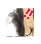 デグーのごんた君（個別スタンプ：15）