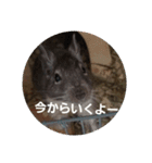 デグーのごんた君（個別スタンプ：16）