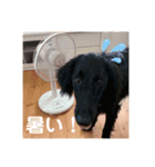 中村家のスタンプです（個別スタンプ：11）