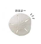 スカシカシパン（個別スタンプ：2）