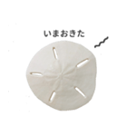 スカシカシパン（個別スタンプ：3）