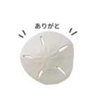 スカシカシパン（個別スタンプ：17）