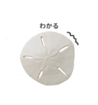 スカシカシパン（個別スタンプ：18）
