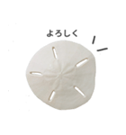 スカシカシパン（個別スタンプ：19）