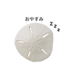 スカシカシパン（個別スタンプ：24）