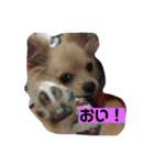 ハルちゃんみかぶー（個別スタンプ：1）