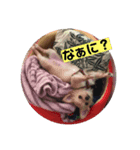 ハルちゃんみかぶー（個別スタンプ：2）