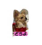 ハルちゃんみかぶー（個別スタンプ：8）