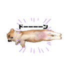 福丸くんコーギー犬（個別スタンプ：2）