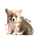 福丸くんコーギー犬（個別スタンプ：3）