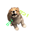福丸くんコーギー犬（個別スタンプ：4）