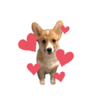 福丸くんコーギー犬（個別スタンプ：5）