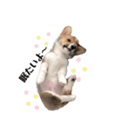 福丸くんコーギー犬（個別スタンプ：6）