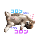 福丸くんコーギー犬（個別スタンプ：7）