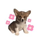 福丸くんコーギー犬（個別スタンプ：8）
