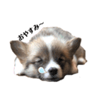 福丸くんコーギー犬（個別スタンプ：9）