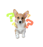 福丸くんコーギー犬（個別スタンプ：10）